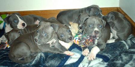 my dogs ki la