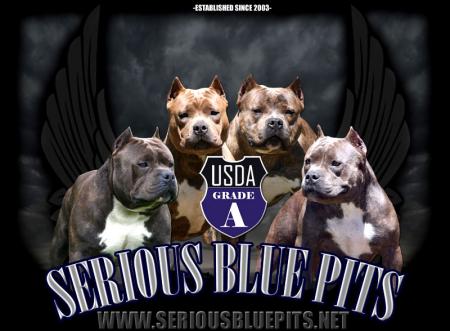 serious blue pits